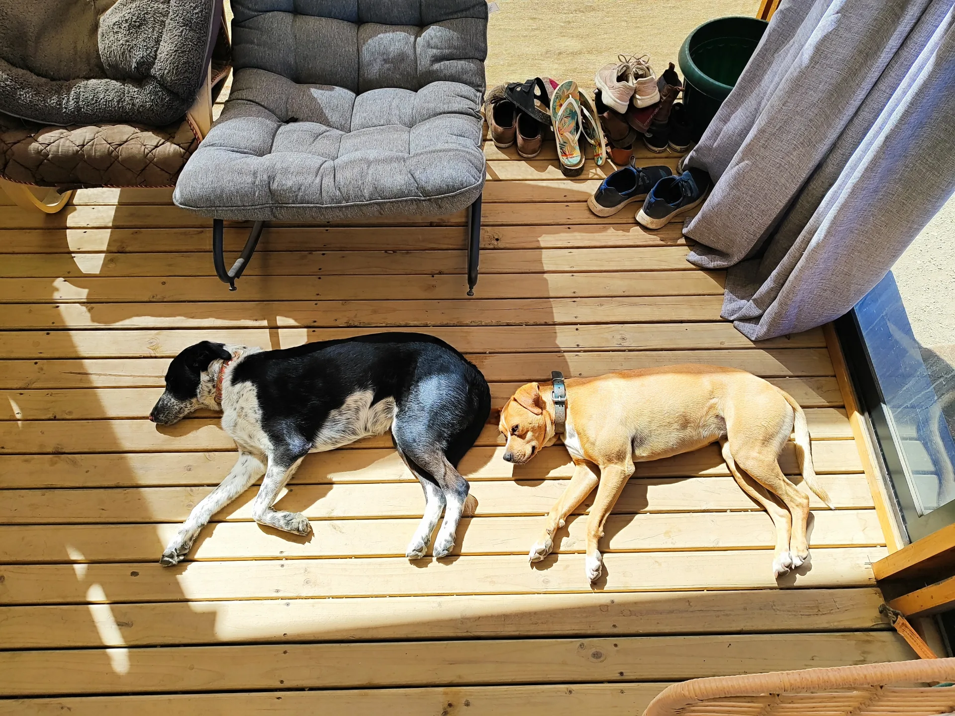 El desafío de los 32m²: Cómo vivir en pareja (¡y con dos perros!) sin perder la cabeza